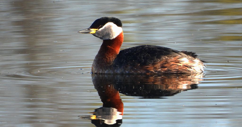 Perkoz rdzawoszyi (Podiceps grisegena)