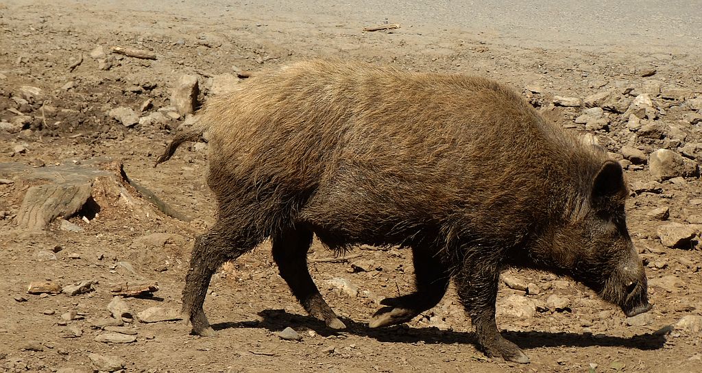 Dzik euroazjatycki, dzik (Sus scrofa)