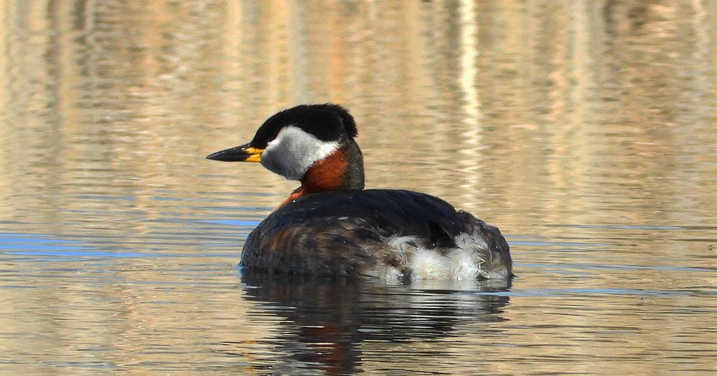 Perkoz rdzawoszyi (Podiceps grisegena)