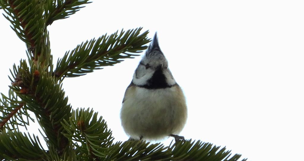 Czubatka europejska, czubatka, sikora czubatka, sikora czubata (Lophophanes cristatus)