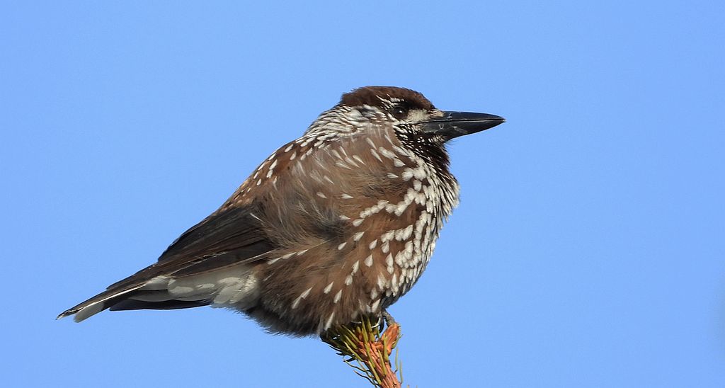 Orzechówka zwyczajna, orzechówka (Nucifraga caryocatactes)