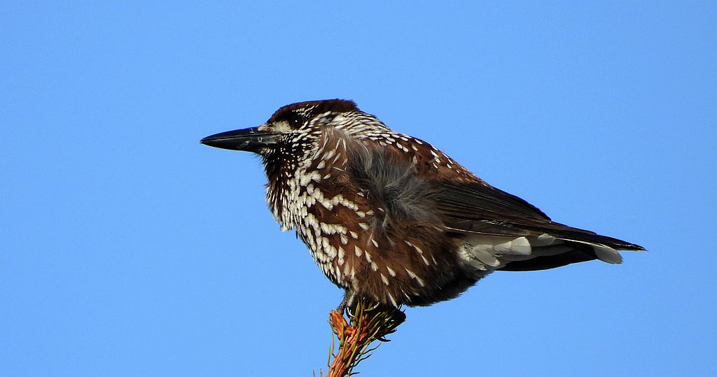 Orzechówka zwyczajna, orzechówka (Nucifraga caryocatactes)