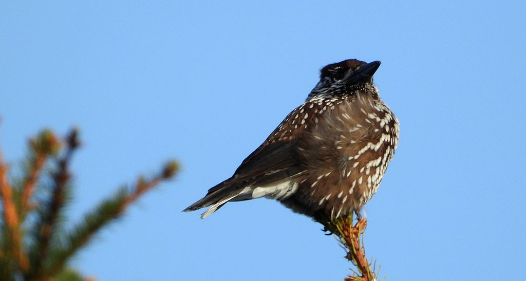 Orzechówka zwyczajna, orzechówka (Nucifraga caryocatactes)