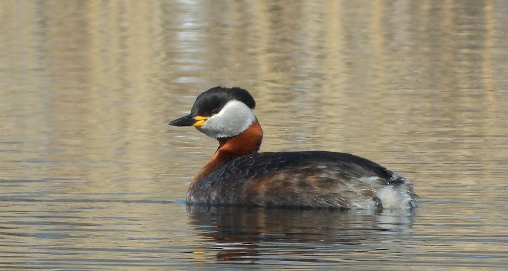 Perkoz rdzawoszyi (Podiceps grisegena)