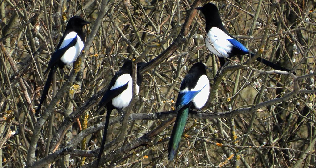 Sroka zwyczajna, sroka, sroka pospolita (Pica pica)