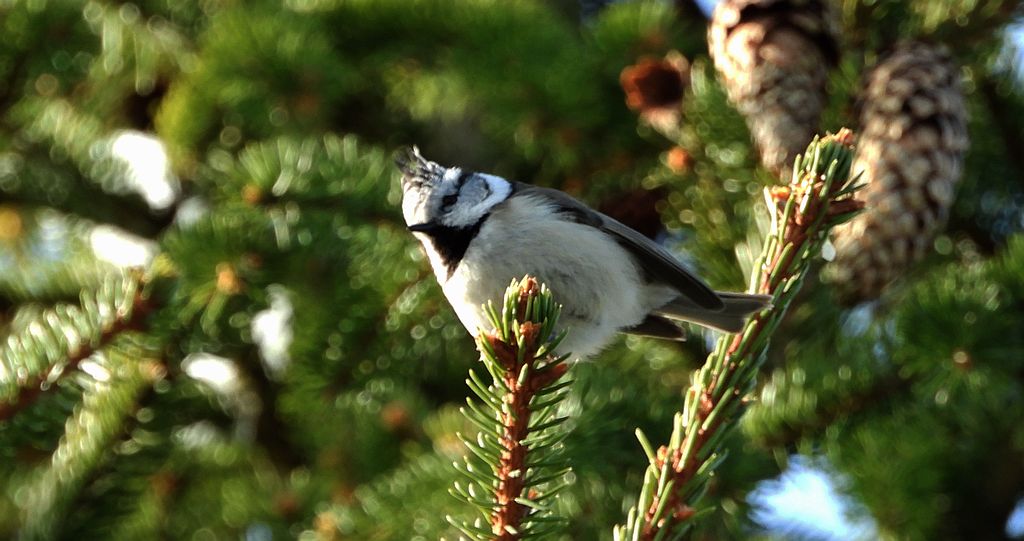 Czubatka europejska, czubatka, sikora czubatka, sikora czubata (Lophophanes cristatus)