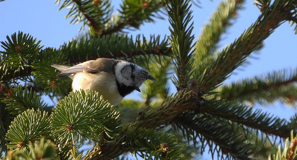 Czubatka europejska, czubatka, sikora czubatka, sikora czubata (Lophophanes cristatus)