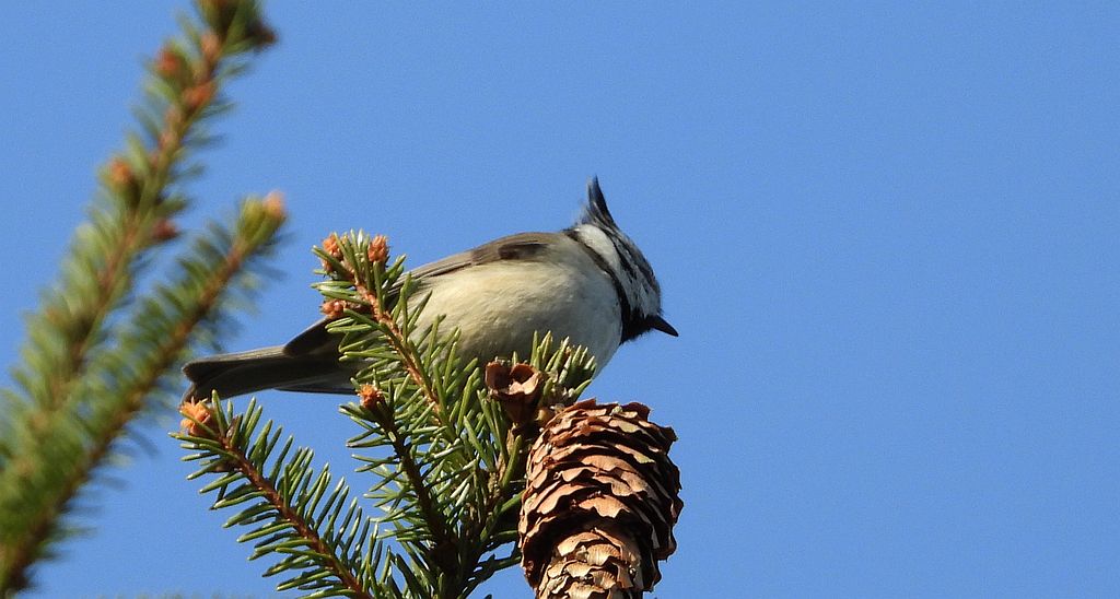 Czubatka europejska, czubatka, sikora czubatka, sikora czubata (Lophophanes cristatus)