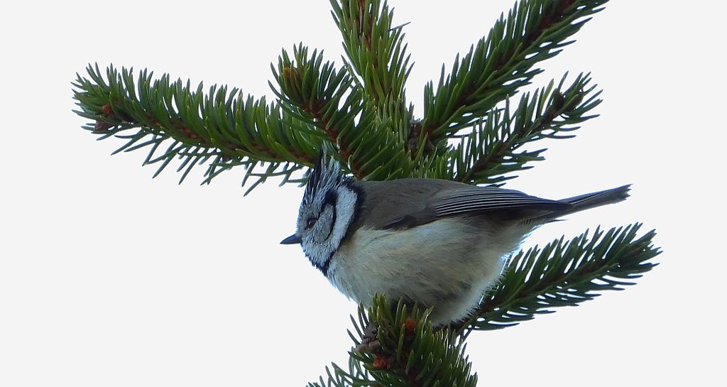 Czubatka europejska, czubatka, sikora czubatka, sikora czubata (Lophophanes cristatus)