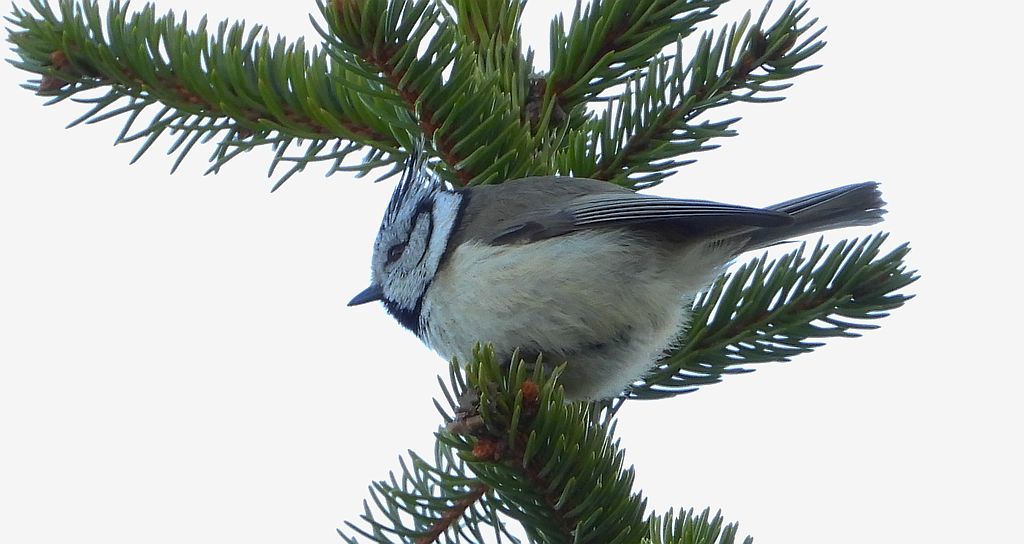 Czubatka europejska, czubatka, sikora czubatka, sikora czubata (Lophophanes cristatus)