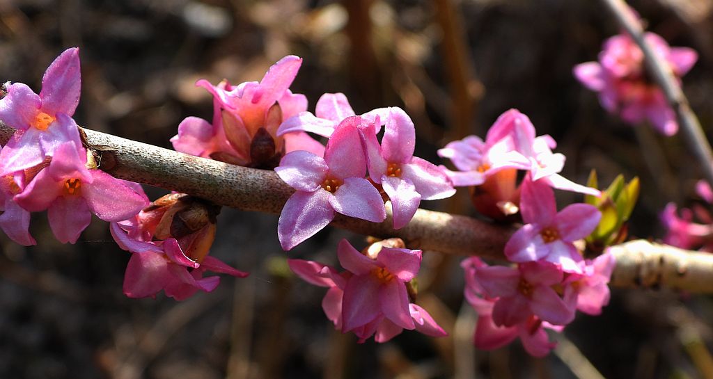 Wawrzynek wilczełyko (Daphne mezereum)