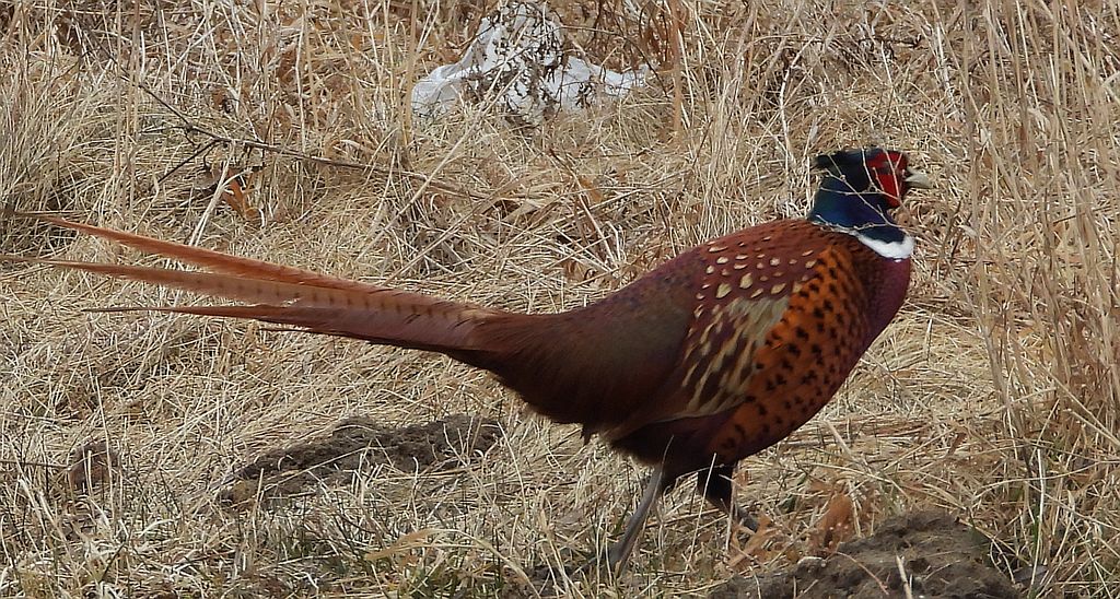 Bażant zwyczajny, bażant (Phasianus colchicus)
