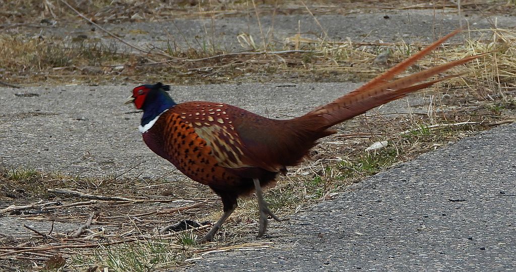 Bażant zwyczajny, bażant (Phasianus colchicus)