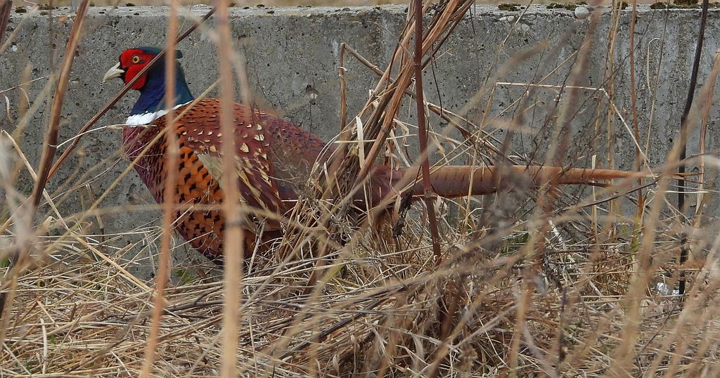 Bażant zwyczajny, bażant (Phasianus colchicus)