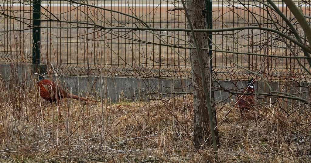 Bażant zwyczajny, bażant (Phasianus colchicus)