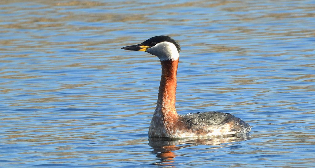 Perkoz rdzawoszyi (Podiceps grisegena)