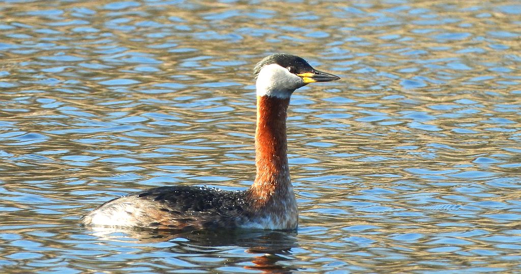 Perkoz rdzawoszyi (Podiceps grisegena)