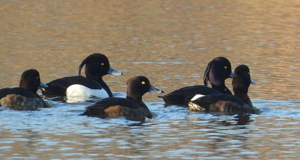 Czernica, kaczka czernica, kaczka czubata, kaczka czarnoczuba (Aythya fuligula)