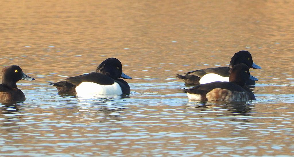 Czernica, kaczka czernica, kaczka czubata, kaczka czarnoczuba (Aythya fuligula)
