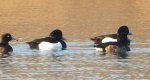 Czernica, kaczka czernica, kaczka czubata, kaczka czarnoczuba (Aythya fuligula)