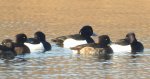 Czernica, kaczka czernica, kaczka czubata, kaczka czarnoczuba (Aythya fuligula)