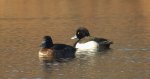 Czernica, kaczka czernica, kaczka czubata, kaczka czarnoczuba (Aythya fuligula)