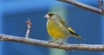 Dzwoniec (Carduelis chloris)