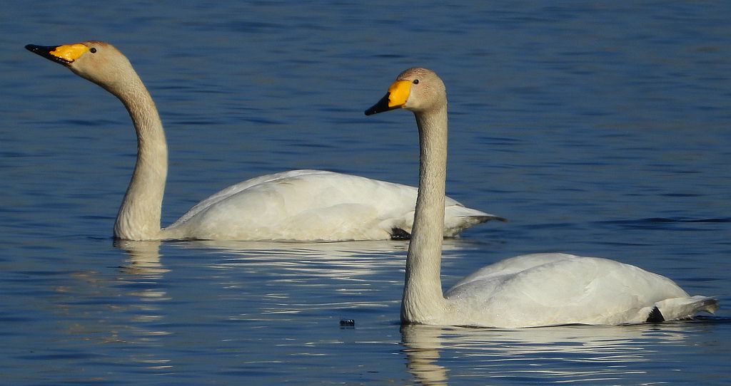 Łabędź krzykliwy (Cygnus cygnus)