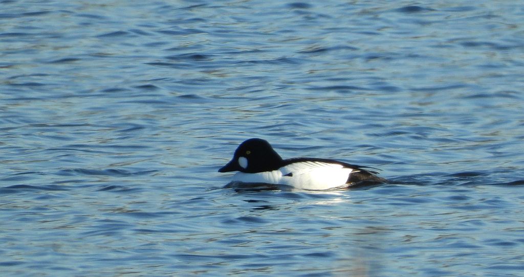 Gągoł, gągoł krzykliwy (Bucephala clangula)