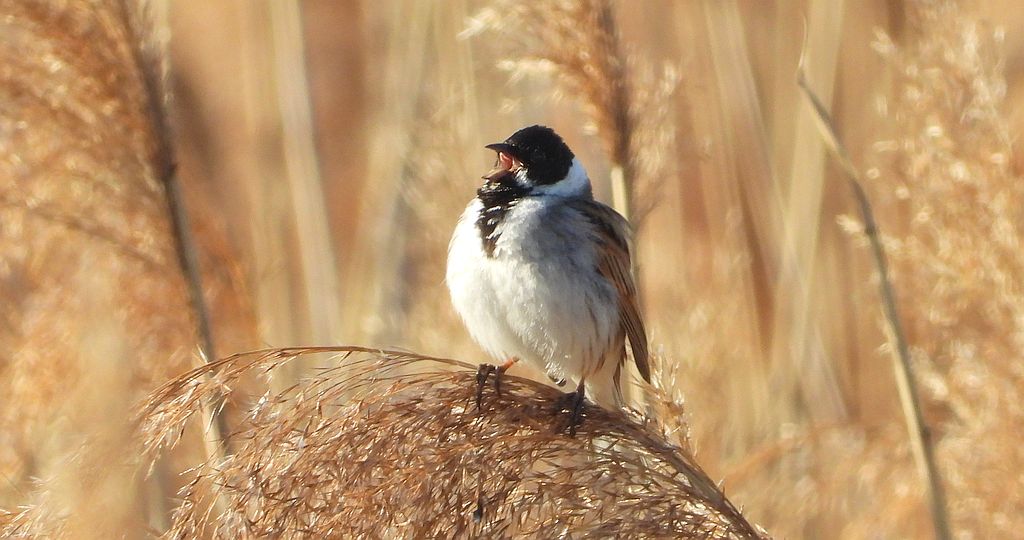 Potrzos zwyczajny, potrzos (Schoeniclus schoeniclus)