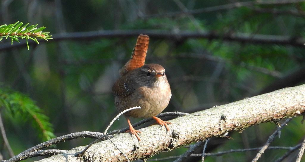 Strzyżyk zwyczajny, strzyżyk, strzyżyk woleoczko, wole oczko (Troglodytes troglodytes)