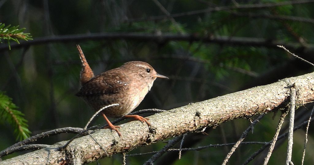 Strzyżyk zwyczajny, strzyżyk, strzyżyk woleoczko, wole oczko (Troglodytes troglodytes)