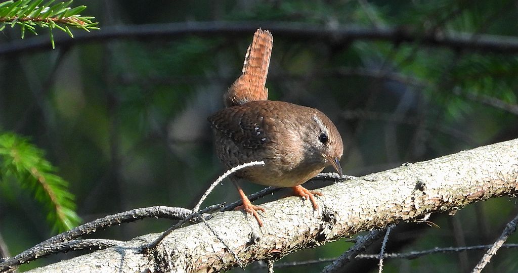 Strzyżyk zwyczajny, strzyżyk, strzyżyk woleoczko, wole oczko (Troglodytes troglodytes)