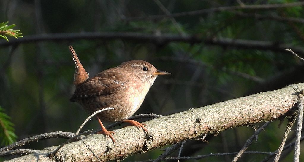 Strzyżyk zwyczajny, strzyżyk, strzyżyk woleoczko, wole oczko (Troglodytes troglodytes)
