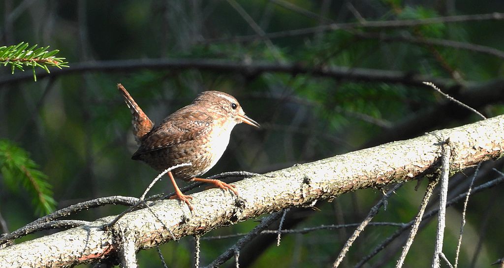 Strzyżyk zwyczajny, strzyżyk, strzyżyk woleoczko, wole oczko (Troglodytes troglodytes)