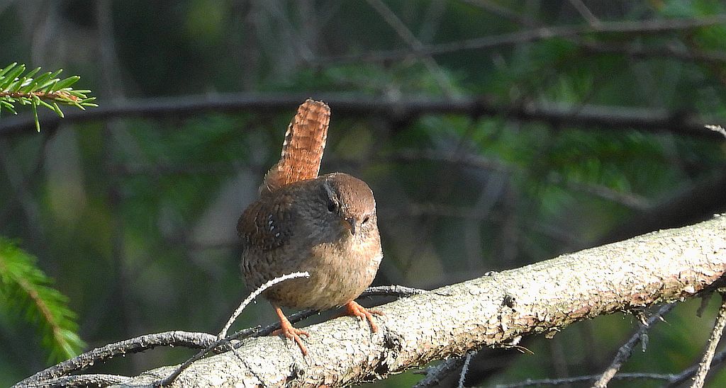 Strzyżyk zwyczajny, strzyżyk, strzyżyk woleoczko, wole oczko (Troglodytes troglodytes)