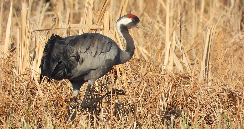 Żuraw zwyczajny, żuraw, żuraw popielaty, żuraw szary (Grus grus)