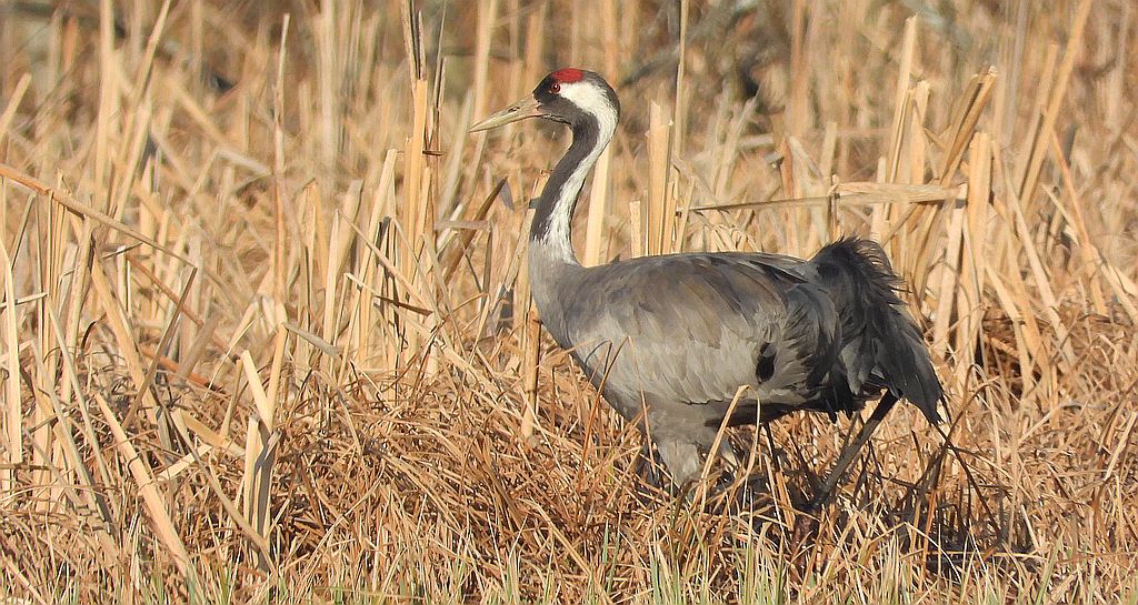 Żuraw zwyczajny, żuraw, żuraw popielaty, żuraw szary (Grus grus)