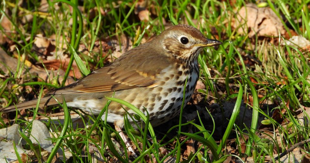 Drozd śpiewak, śpiewak (Turdus philomelos)