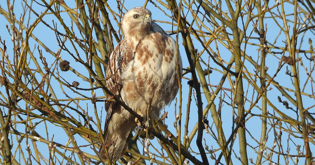 Myszołów zwyczajny, myszołów (Buteo buteo)