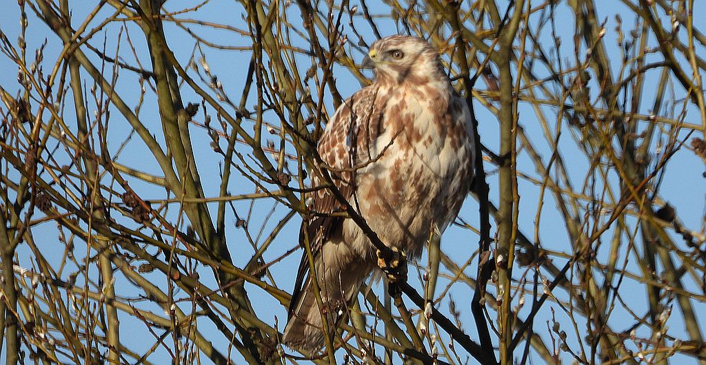 Myszołów zwyczajny, myszołów (Buteo buteo)