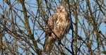 Myszołów zwyczajny, myszołów (Buteo buteo)