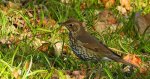 Drozd śpiewak, śpiewak (Turdus philomelos)