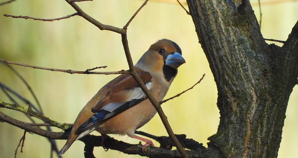 Grubodziób zwyczajny, grubodziób, pestkojad, grabołusk (Coccothraustes coccothraustes)