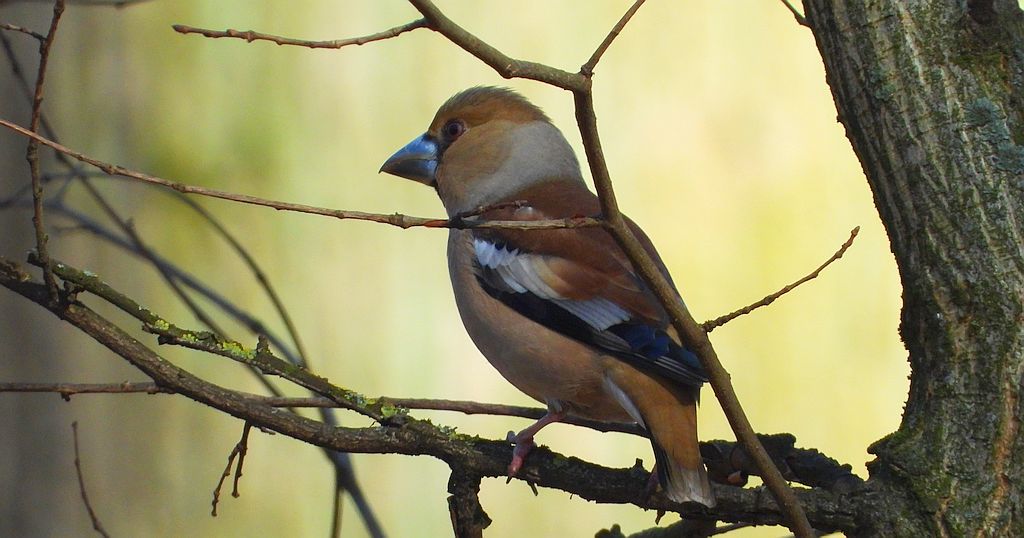 Grubodziób zwyczajny, grubodziób, pestkojad, grabołusk (Coccothraustes coccothraustes)