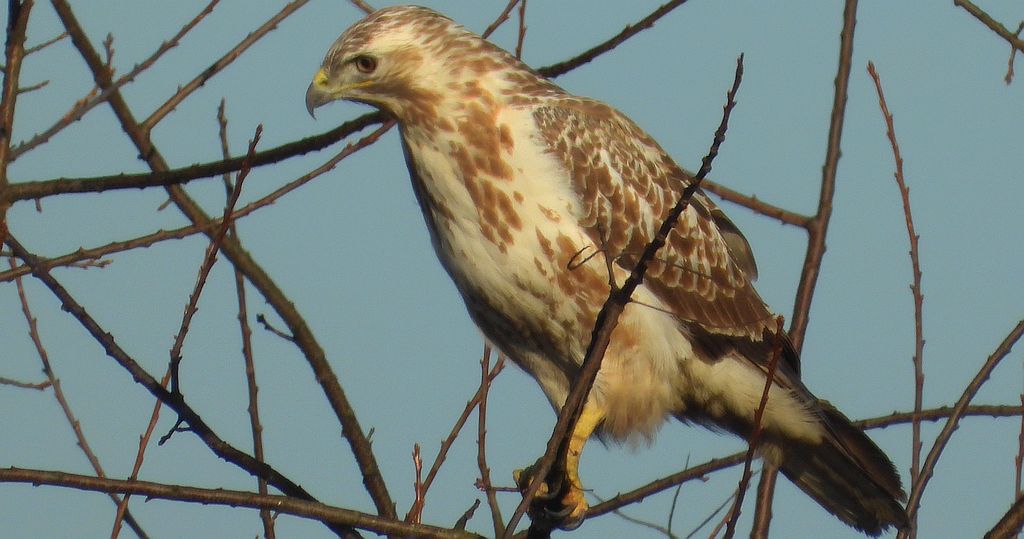 Myszołów zwyczajny, myszołów (Buteo buteo)