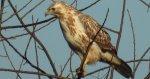 Myszołów zwyczajny, myszołów (Buteo buteo)