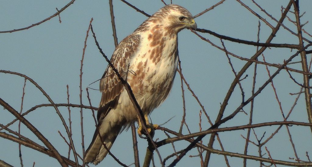 Myszołów zwyczajny, myszołów (Buteo buteo)