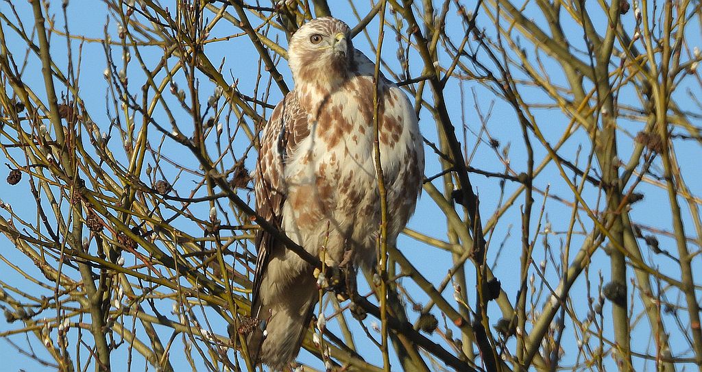 Myszołów zwyczajny, myszołów (Buteo buteo)