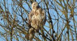 Myszołów zwyczajny, myszołów (Buteo buteo)